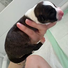 Toffee - Brindle and white female American Corgi puppy in Register, Florida from Southern Georgia Corgi Loafs
