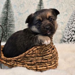 Pluto - Black and tan male Companion Cross puppy in Austin, Texas from Cutest Corgi's of Austin