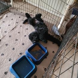 Goldendoodle Puppies from Zeusthemoosedoodles