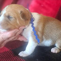 Red Boy 3 - Red and white male Basenji puppy in Tuttle, Oklahoma from Steadfast Farm (SFF)