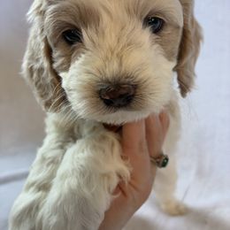Percy Jr - Red and white male Cockapoo puppy in Adrian, Oregon from ApplebyFarm