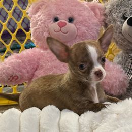 Dobbies - Fawn brindled black male Chihuahua puppy in Summerfield, Florida from Uey’s Chihuahuas