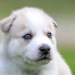 Siberian Husky Puppies from Lilbearshuskies