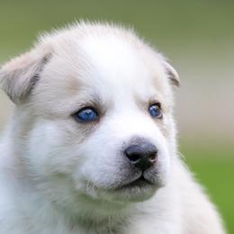 Siberian Husky Puppies from Lilbearshuskies