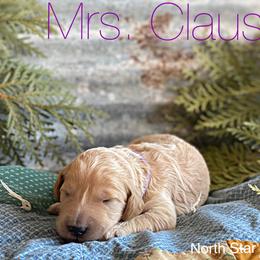 Goldendoodle Puppies from North Star Dog Training