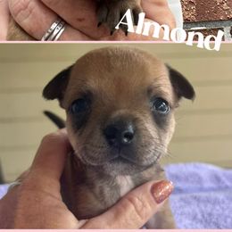 Almond - Red female Staffordshire Bull Terrier puppy in Monroe, Georgia from Irresistibull Staffords