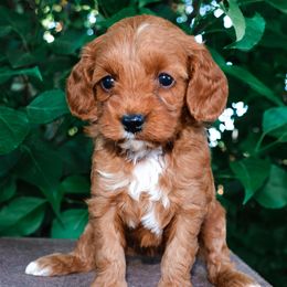 Goldendoodles from Paradise Doodles