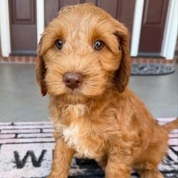 Royal Blue Boy - Caramel red male Australian Labradoodle puppy in West Union, South Carolina from Golden Corner Labradoodles, LLC