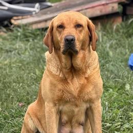 Red - Labrador Retriever