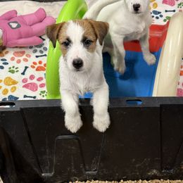 Ruby - White and tan female Russell Terrier puppy in Citra, Florida from Butterball Kennel