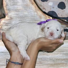 Purple - Caramel female Australian Labradoodle puppy in Milton, North Carolina from Good Day Doodles