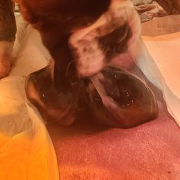 Boxer Puppies from SmashBox Kennel