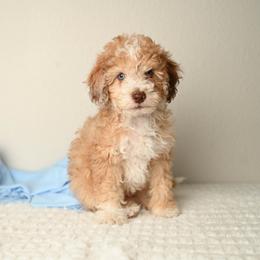 Piccolo Pete - Red merle male Aussiedoodle puppy in Lincoln, California from Frenchie LOVE and Doodles