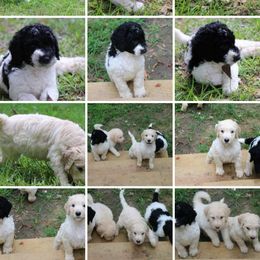 Goldendoodle Puppies from Lesia's Goldendoodles