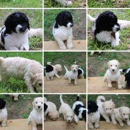 Goldendoodle Puppies from Lesia's Goldendoodles