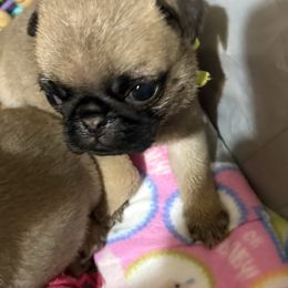 Green - Fawn male Pug puppy in Altoona, Pennsylvania from Ivyside Pugs