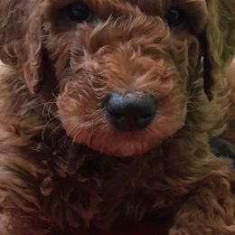 Poodle Puppies from Yellow Dog Farm7