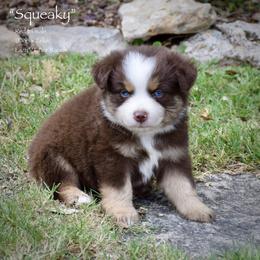 Squeaky - Red tri male Miniature Australian Shepherd puppy in Evant, Texas from Lazy VT Bar Ranch