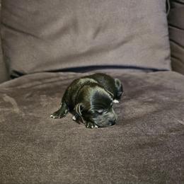 Fig - Black and white male Xoloitzcuintli puppy in Florissant, Colorado from Witching Hour Kennel
