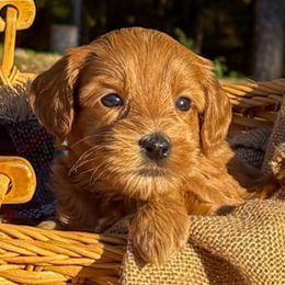 Dorothy - Red female Australian Labradoodle puppy in Decatur, Alabama from Southern Meadows Doodles