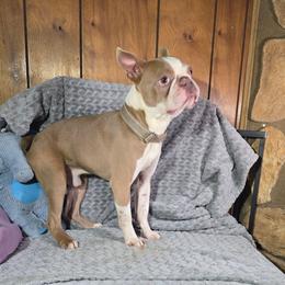 Peanut - Boston Terrier