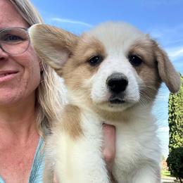 Charlie - Sable male Pembroke Welsh Corgi puppy in New Auburn, Wisconsin from Cordell Corgis