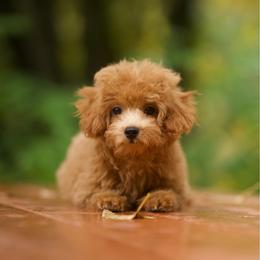 Lemonade - Apricot male Cavapoo puppy in Deming, Washington from Heavenly Puppies to Love