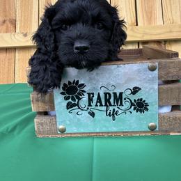 Sid - Black male Cockapoo puppy in Connersville, Indiana from MoonShine Babies