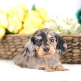 Dannie - Full AKC Cream Dapple - Dapple male Dachshund puppy in Neosho, Missouri from A Walk In The Park