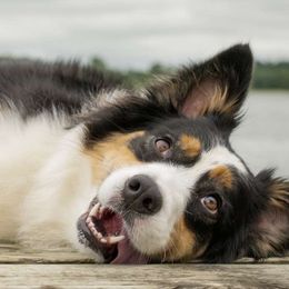 Australian Shepherds from Athena’s Aussies