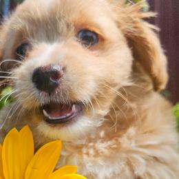 Maltese, Maltipoos, and Poodles from Little Land of Puppies