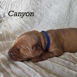 Canyon - Dark golden male Golden Retriever puppy in Fruitland, Idaho from Bethel Retrievers
