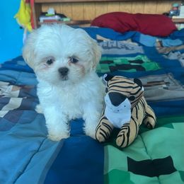 Pita - Cream and white female Shih Tzu puppy in Stroudsburg, Pennsylvania from Puppyville Pa Shih Tzu & frenchies