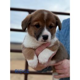 Ridge - Red male Pembroke Welsh Corgi puppy in Zwingle, Iowa from Morehead Family Dogs
