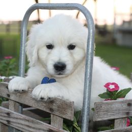 Mr. AKC Blue - Light golden male Golden Retriever puppy in Hallettsville, Texas from Grand Oaks Goldens