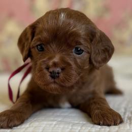 Luna- Pink collar - Red female Cavapoo puppy in Beckley, West Virginia from By Design Doodles