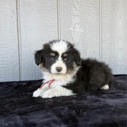 Willie - Red male Pembroke Welsh Corgi puppy in Mc Cammon, Idaho from Sunny J Corgis and Mini Americans