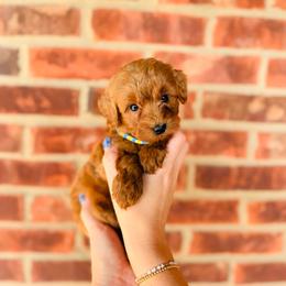 Blaze - Red  male Goldendoodle puppy in Elizabethtown, Kentucky from Reddy Poodles & Doodles