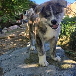 Japanese Akitainu puppies from Havoc Akitas