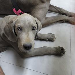 Toph - Blue female Great Dane puppy in Pollock, Louisiana from Danes Done Right