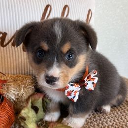 DAMON AKC - Blue male Pembroke Welsh Corgi puppy in Hinton, Oklahoma from Green Cloud Ranch