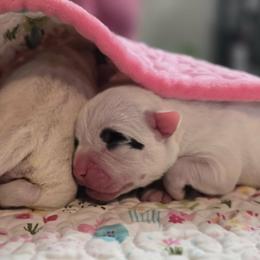 Girl 3 - White female American Bulldog puppy in Three Rivers, Michigan from Jemms Kennels