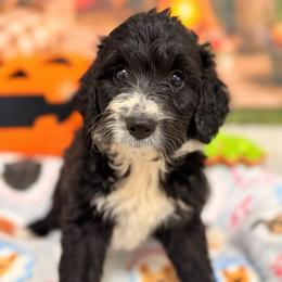 Pepper - Black and white female Aussiedoodle puppy in Dickerson, Maryland from Pawsome Aussie Doodles and Oodles