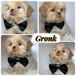 Gronk - Cream and white male Shih Tzu puppy in Austin, Texas from Shih Tzu’s  ‘N’ Love