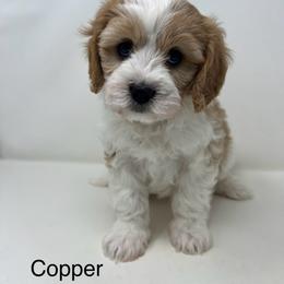 Copper - Blenheim male Cavapoo puppy in Columbus, Montana from Montanas Mountain Bernedoodles