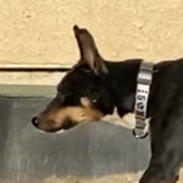 OSD - Rat Terrier