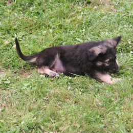 Shiloh Shepherd Puppies from Solace Shilohs