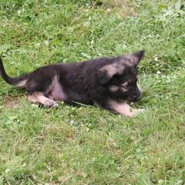 Shiloh Shepherd Puppies from Solace Shilohs