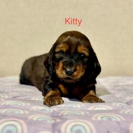 Kitty - Red female Dachshund puppy in Bluff City, Tennessee from Sidanelv Dachshunds