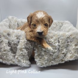 Light Pink Collar Girl - Goldendoodle puppy in Richmond, Virginia from Highland Grove Doodles, LLC